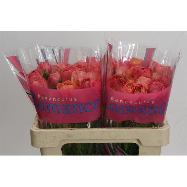 Ranunculus Romance Buzet 50 cm A1