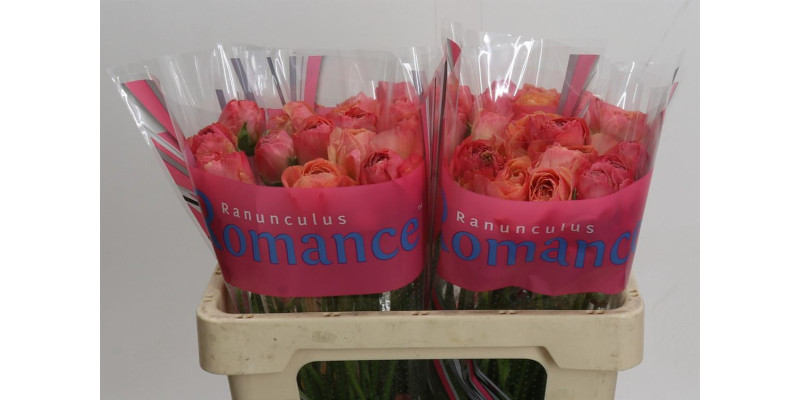 Ranunculus Romance Buzet 50 cm A1