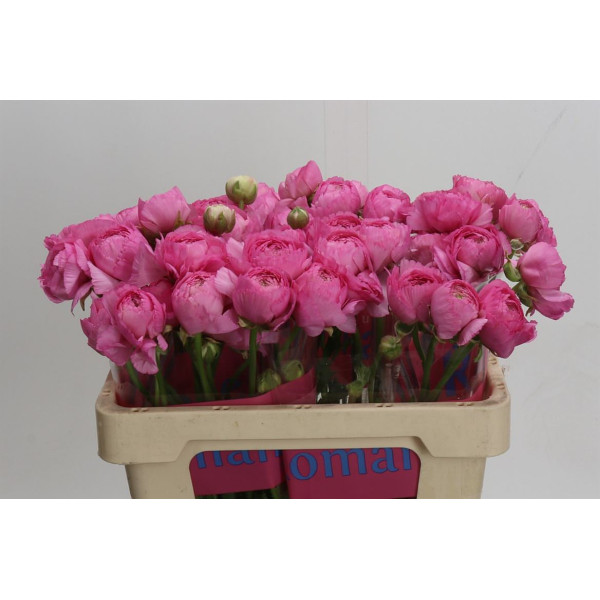 Ranunculus Romance Louise 50 cm A1
