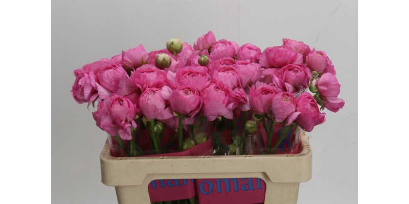 Ranunculus Romance Louise 50 cm A1