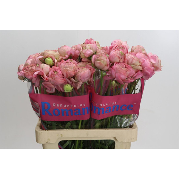 Ranunculus Romance Supreme Pink 60 cm A1