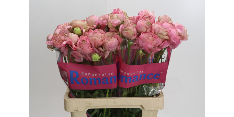 Ranunculus Romance Supreme Pink 60 cm A1