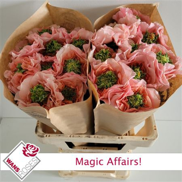 Rose Gr Garden Magic Affairs! 60 cm A1