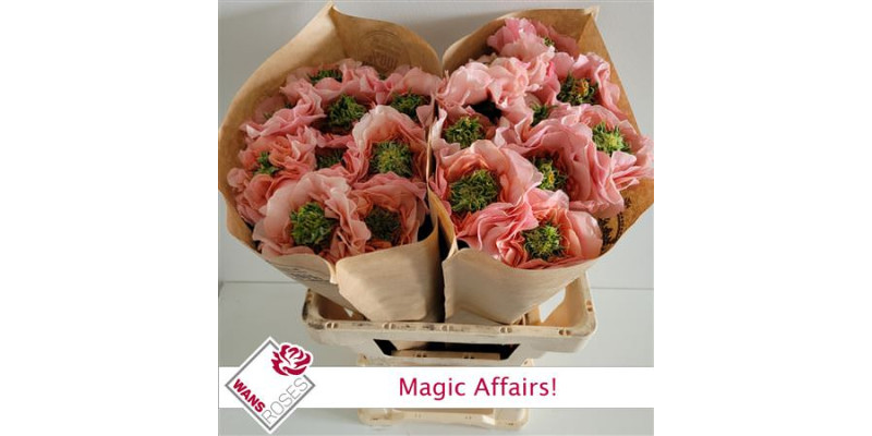 Rose Gr Garden Magic Affairs! 60 cm A1