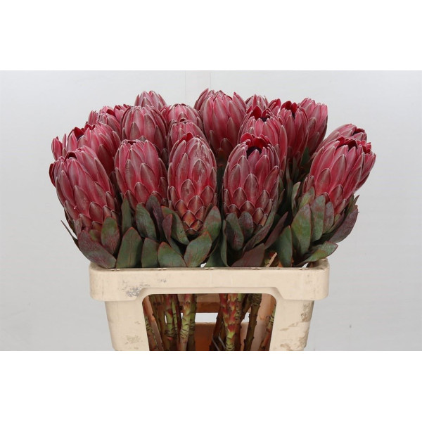 Protea Sharon 60 cm A1