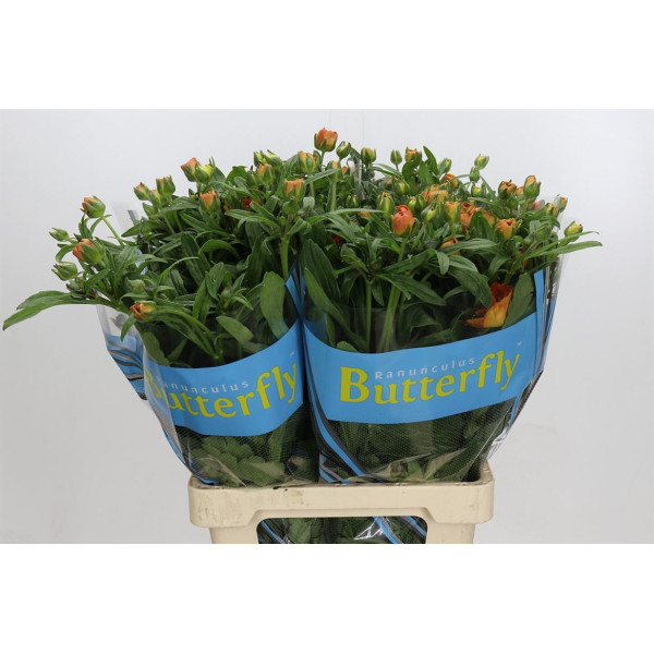 Ranunculus Butterfly Galathea 70 cm A1