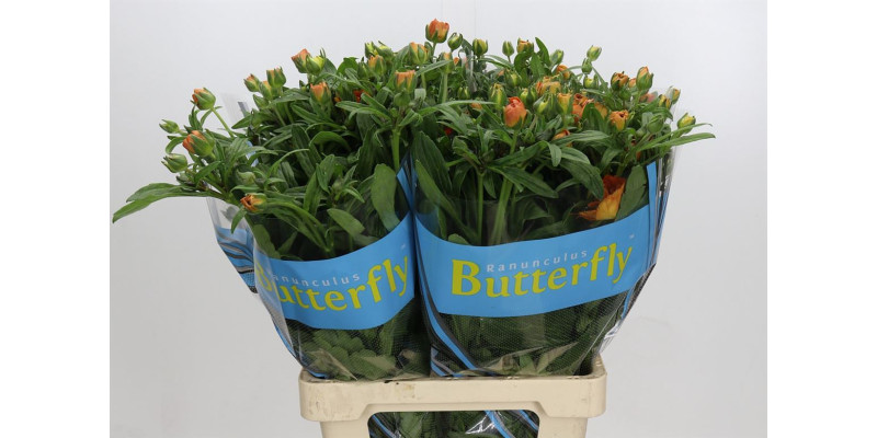 Ranunculus Butterfly Galathea 70 cm A1