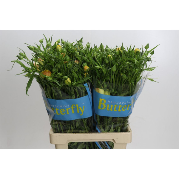 Ranunculus Butterfly Lotis 70 cm A1