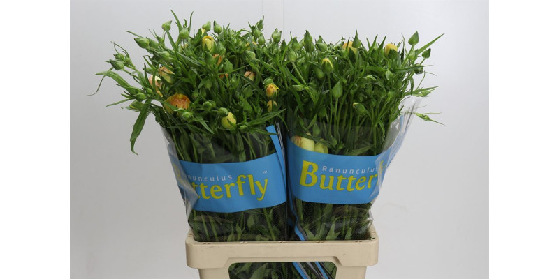 Ranunculus Butterfly Lotis 70 cm A1