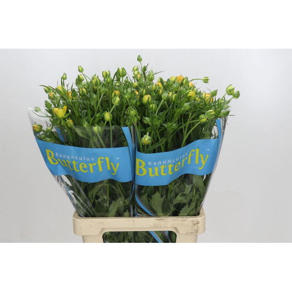 Ranunculus Butterfly Minerva 70 cm A1