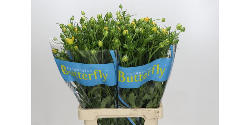 Ranunculus Butterfly Minerva 70 cm A1