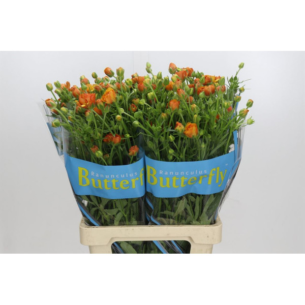 Ranunculus Butterfly Phosphorus 70 cm A1