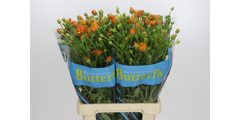 Ranunculus Butterfly Phosphorus 70 cm A1