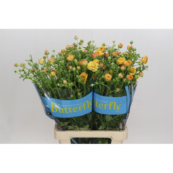 Ranunculus Butterfly Vestalis 70 cm A1