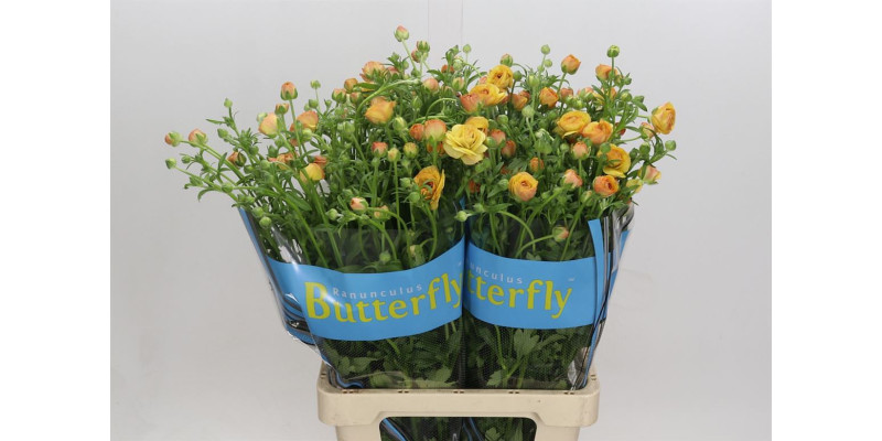 Ranunculus Butterfly Vestalis 70 cm A1