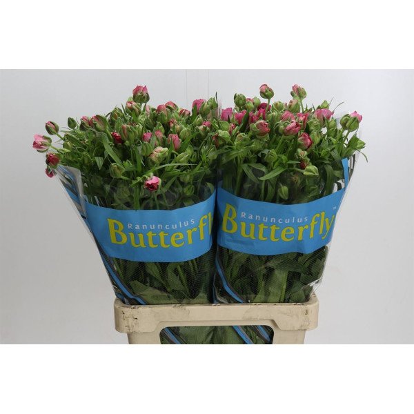 Ranunculus Butterfly Jupiter 70 cm A1