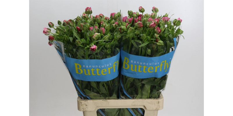 Ranunculus Butterfly Jupiter 70 cm A1