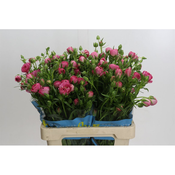 Ranunculus Butterfly Venus 60 cm A1
