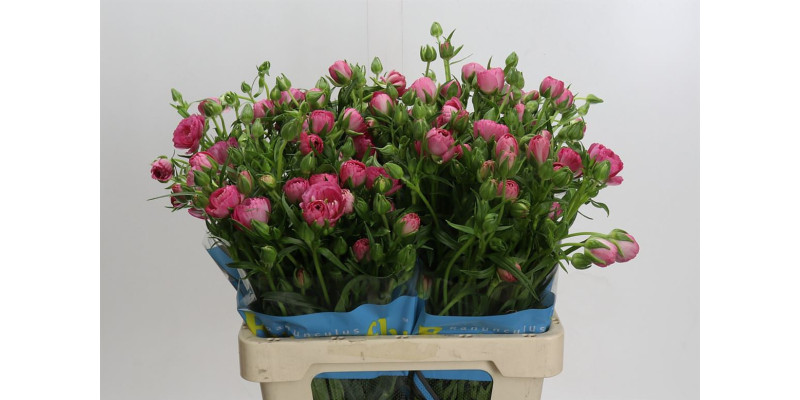 Ranunculus Butterfly Venus 60 cm A1