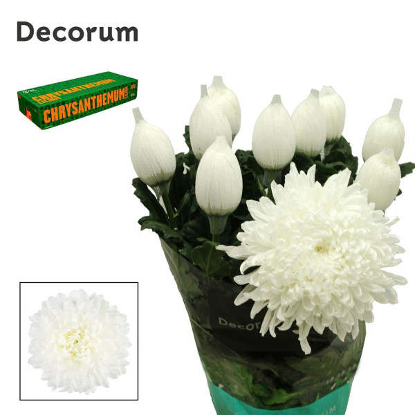 Chrysanthemums G Stravina 75 cm A1