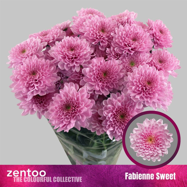 Chrysanthemums T Fabienne Sweet 70 cm A1