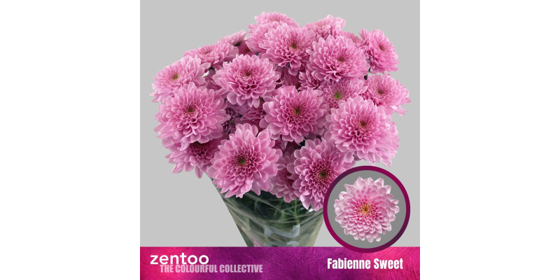 Chrysanthemums T Fabienne Sweet 70 cm A1