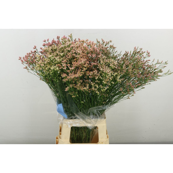Limonium Sin Inca Diamond 80 cm A1