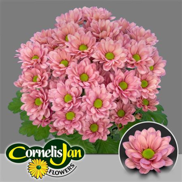Chrysanthemums T Resq Lucie 70 cm A1