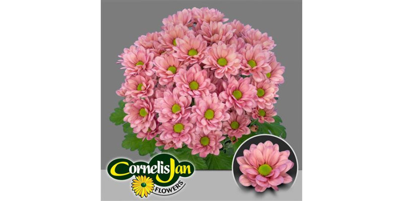 Chrysanthemums T Resq Lucie 70 cm A1
