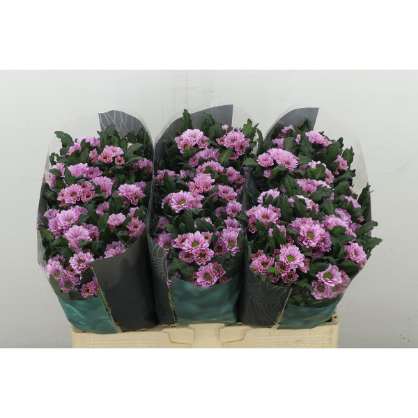 Chrysanthemums S Fabiani Pink 55 cm A1