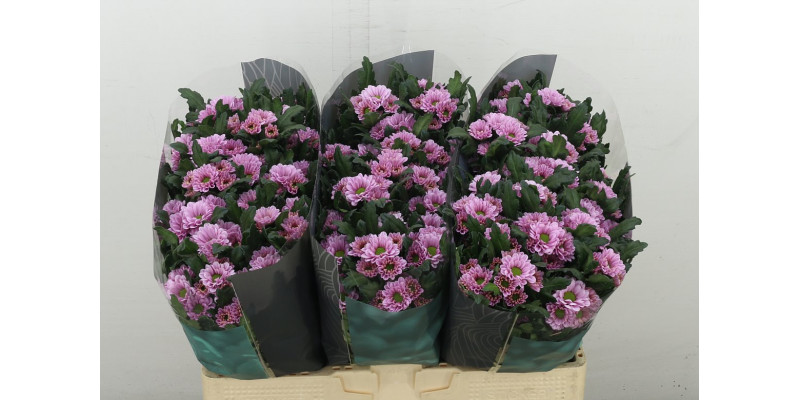 Chrysanthemums S Fabiani Pink 55 cm A1