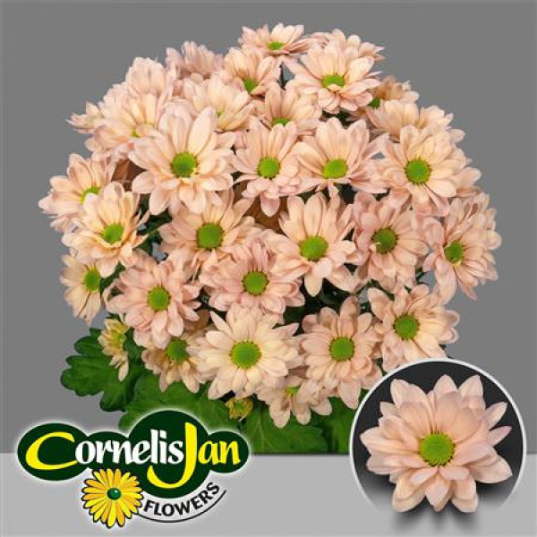 Chrysanthemums T Resq Peach 70 cm A1