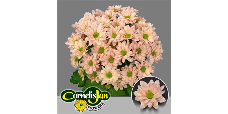 Chrysanthemums T Resq Peach 70 cm A1
