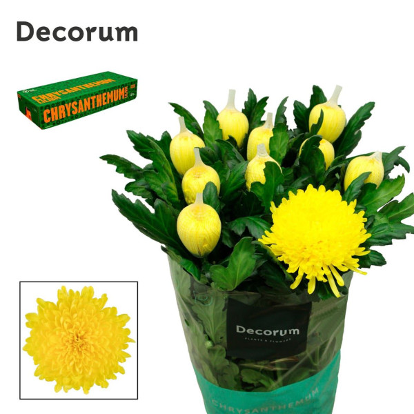 Chrysanthemums G Maracuja 70 cm A1