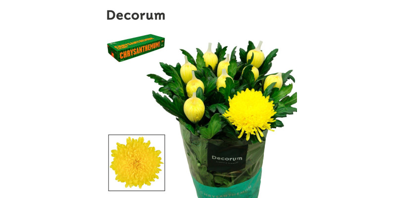 Chrysanthemums G Maracuja 70 cm A1