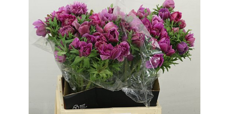 Anemones Co Fstar Pinkis 40 cm A1