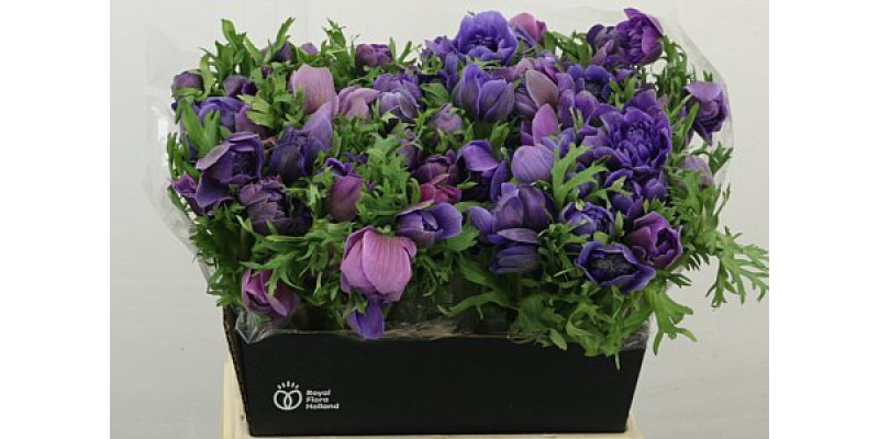 Anemones Co Fstar L Viol 40 cm A1