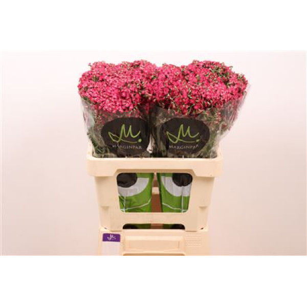 Achil Neongl Fuchsia 60 cm A1