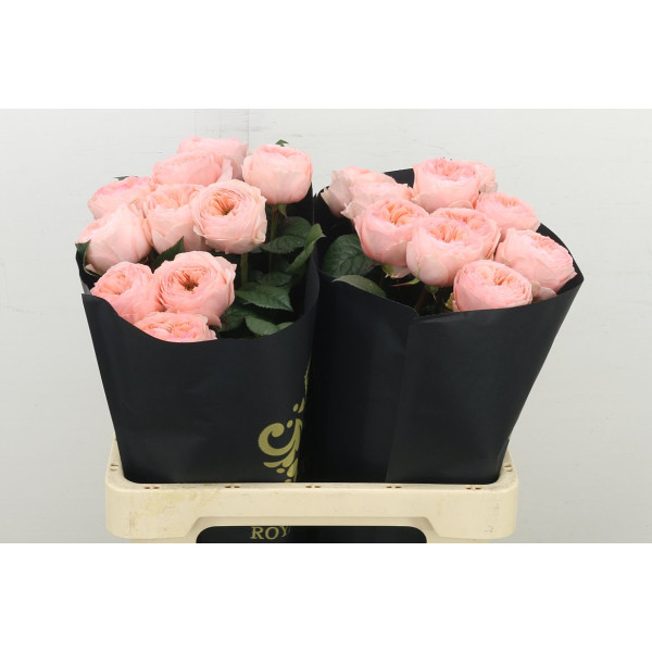 Rose Gr Garden Troubadour 60 cm A1