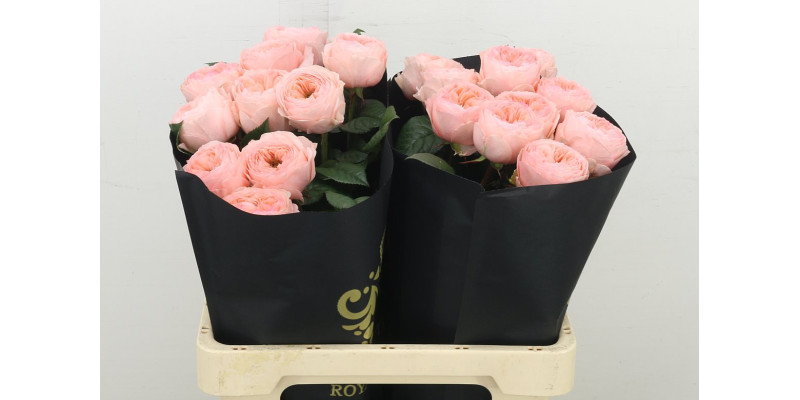 Rose Gr Garden Troubadour 60 cm A1