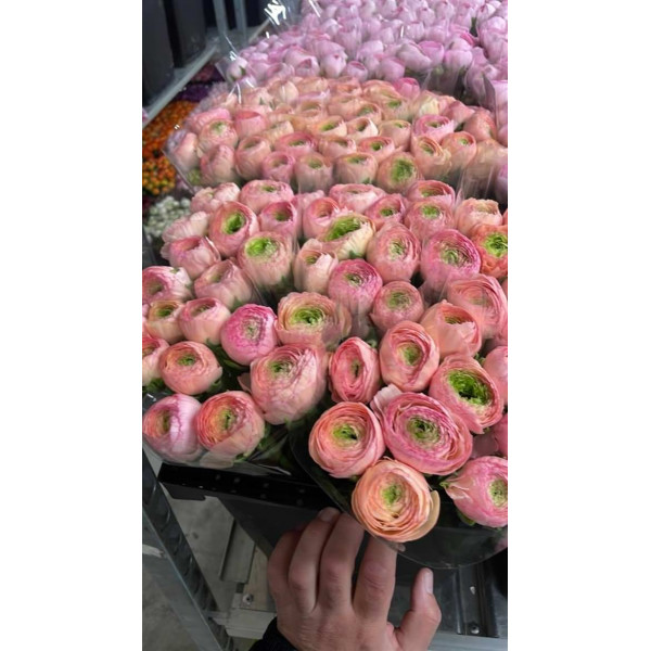 Ranunculus Kl - Pink Venere Xxl 40 A1Pink