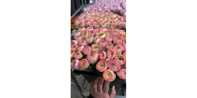 Ranunculus Kl - Pink Venere Xxl 40 A1Pink