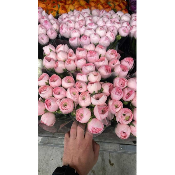 Ranunculus Kl - Pink Confetto Xxl 40 A1Pink