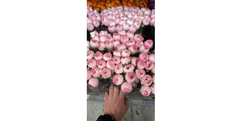 Ranunculus Kl - Pink Confetto Xxl 40 A1Pink