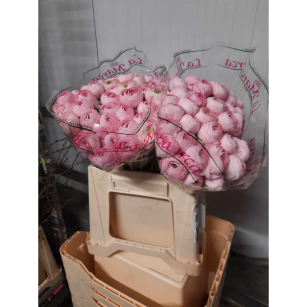 Ranunculus Kl - Pink Confetto 40cm  Col-Pink