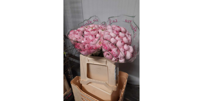 Ranunculus Kl - Pink Confetto 40cm  Col-Pink