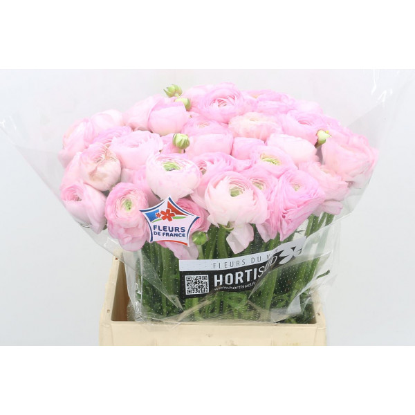 Ranunculus Kl Pink Confetto Xl 40cm  Col-Pink