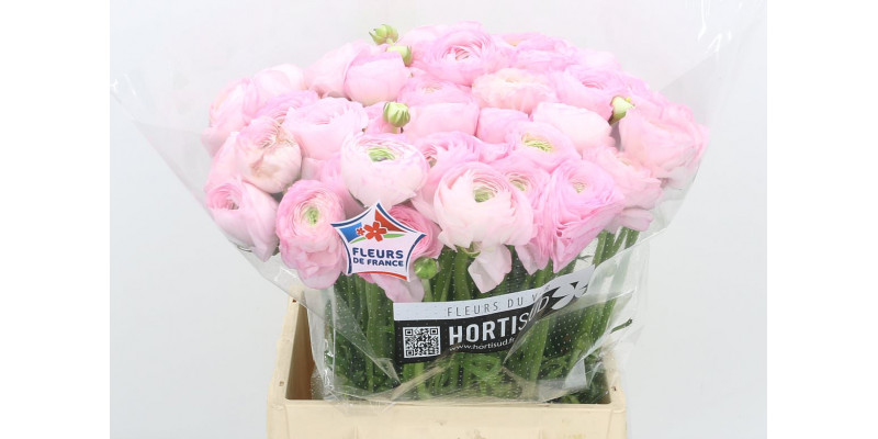 Ranunculus Kl Pink Confetto Xl 40cm  Col-Pink