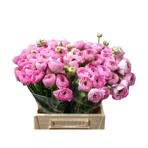 Ranunculus Kl - Pink Confetto 40cm 