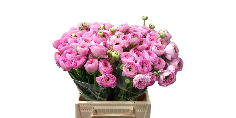 Ranunculus Kl - Pink Confetto 40cm 